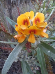 Callistachys lanceolata