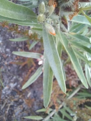 Callistachys lanceolata