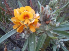 Callistachys lanceolata