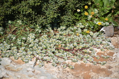 Paronychia argentea