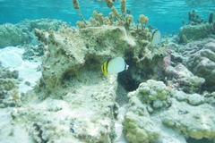 Chaetodon vagabundus