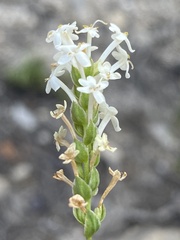 Microdon polygaloides