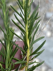 Microdon polygaloides
