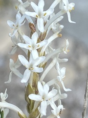 Microdon polygaloides