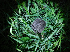 Erinaceus roumanicus