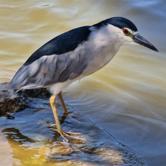Nycticorax nycticorax