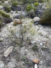 Microdon polygaloides