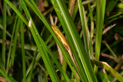 Anolis krugi