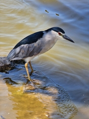 Nycticorax nycticorax