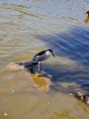 Nycticorax nycticorax