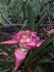 Canistrum cyathiforme