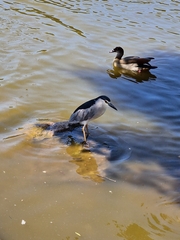 Nycticorax nycticorax
