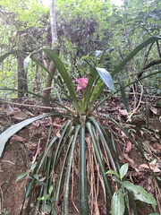 Canistrum cyathiforme