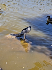 Nycticorax nycticorax