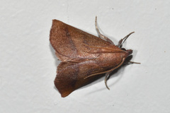 Ophisma tropicalis