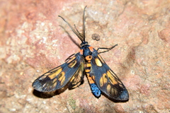 Trypanophora semihyalina
