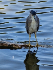 Nycticorax nycticorax