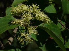 Cornus macrophylla