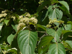 Cornus macrophylla