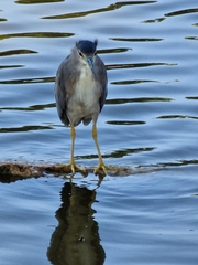 Nycticorax nycticorax