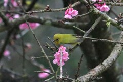 Zosterops palpebrosus