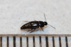 Tachinus