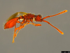 Acanthobetyla tooloomensis