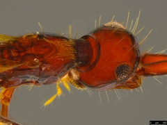 Acanthobetyla tooloomensis