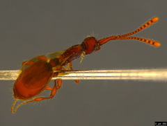 Acanthobetyla tooloomensis