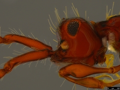 Acanthobetyla tooloomensis