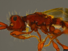 Acanthobetyla tooloomensis