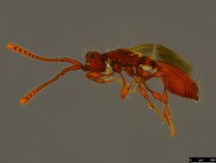 Acanthobetyla tooloomensis