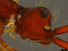 Acanthobetyla tooloomensis