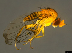 Sciadocera rufomaculata