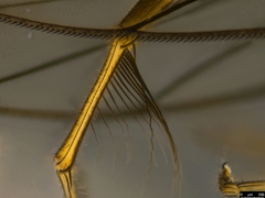 Sciadocera rufomaculata