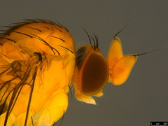 Sciadocera rufomaculata