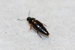 Tachinus