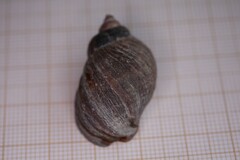 Nucella lapillus