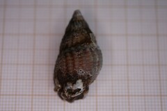 Tritia reticulata