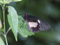 Parides