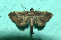 Hydriris ornatalis