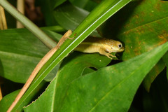 Anolis krugi