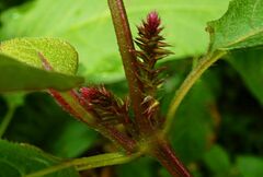 Achyranthes bidentata