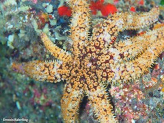 Coscinasterias tenuispina