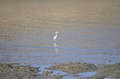Ardea cinerea jouyi