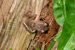 Eleutherodactylus coqui