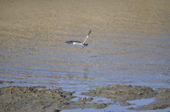 Ardea cinerea jouyi