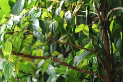 Dicaeum trigonostigma