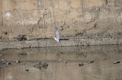 Ardea cinerea jouyi