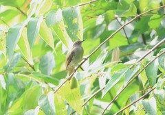 Rubigula erythropthalmos